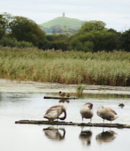 Nature Group visited Ham Wall RSPB Reserve